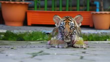 Young tiger chained at tourist attraction
