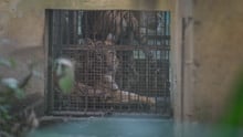 iger Resting Inside a Small Cage at the Zoo, Another Tiger Standing Behind, Both Looking Distressed