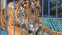 A tiger being used as a photo prop at a tourist venue