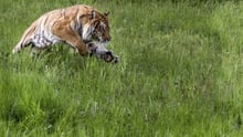 Tiger in the wild