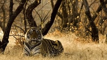 wild tiger