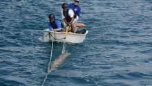 Whale disentanglement training in Tonga