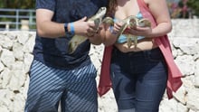 Tourists holding sea turtles at Cayman Turtle Centre.
