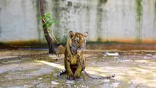 A chained tiger sits on a concrete floor