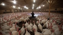 Turkey Factory Farm