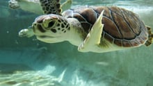 Young turtle in pool at Cayman Turtle Farm