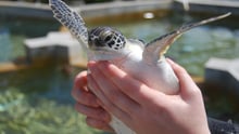 Turtle being held by tourist