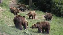 Two bears at Romania bear sanctuary - Animals in the wild - World Animal Protection