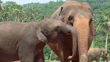 An elephant kiss!