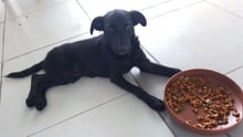 Valentino the puppy recovers from injuries during Ecuador earthquake