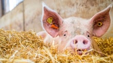 pig