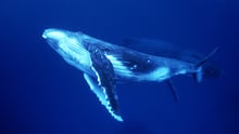 Humpback whale calf and its mother