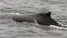 whale
