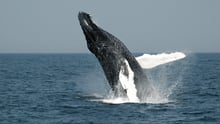 whale, USA