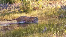 A wild tiger takes a swim - World Animal Protection