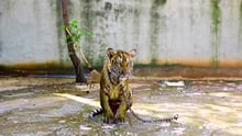 Tigre acorrentado