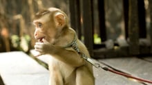 macaque