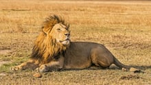 World Lion Day Celebration