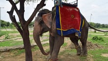 elephant ride