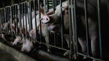 Pigs reared for meat kept in cramped cages