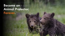 Two bear cubs with overlay text that reads "Become An Animal Protector. Forever."