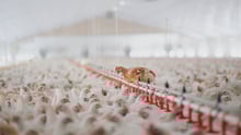 Chickens in a factory farm.