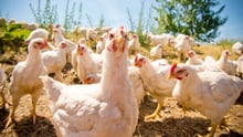 A group of chickens outside.