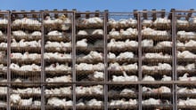 Chickens in transport to a factory farm.