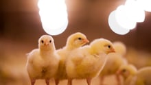 Baby chicks standing together.