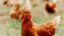 A chicken in an open field.