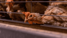 A chicken caged in a factory farm, looking at the camera.