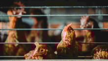Hens on a factory farm.