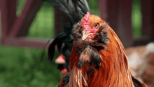 Sid the rooster, at Tamerlaine Sanctuary & Preserve.