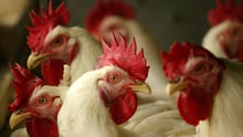 Chickens on a factory farm looking at the camera.
