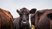 Cow looking at camera.