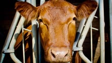 Cow on a factory farm looking into the camera.