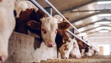 Cows eating on a factory farm.