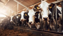 Cows in restraints on a factory farm.
