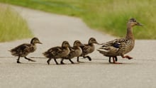 Four ducklings walk behind a mother duck.