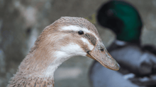 A duck in the outdoors, looking at the camera with a duck in the background.