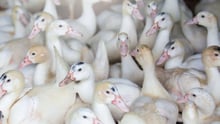 A group of white ducks on a factory farm.