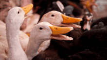 Ducks on a factory farm.