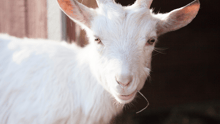Angel the goat at Tamerlaine Sanctuary & Preserve.