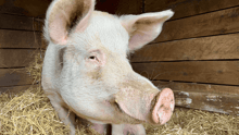 Albee the pig at Tamerlaine Sanctuary & Preserve.