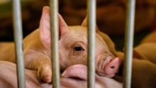 Baby pig in a cage.