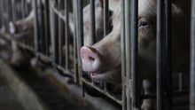 Pig in a cage on a factory farm.