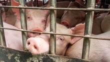 Several pigs in a cage in a factory farm.