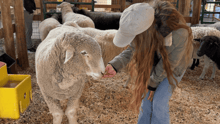 Feeding a sheep residing at Luvin Arms sanctuary in Colorado.