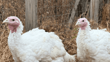 Turkeys Thelma and Louise at Tamerlaine Sanctuary & Preserve.