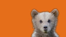 A bear overlayed on an orange background.